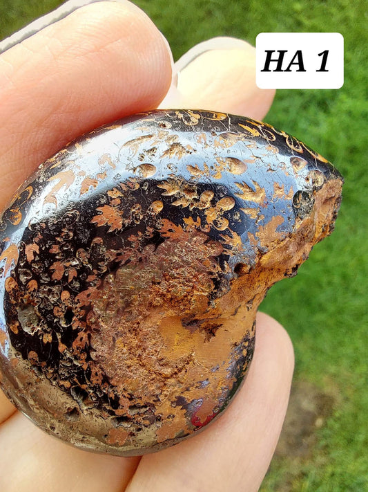 Hematite Ammonite, 21.29g, Fossil (Ref: HA1)