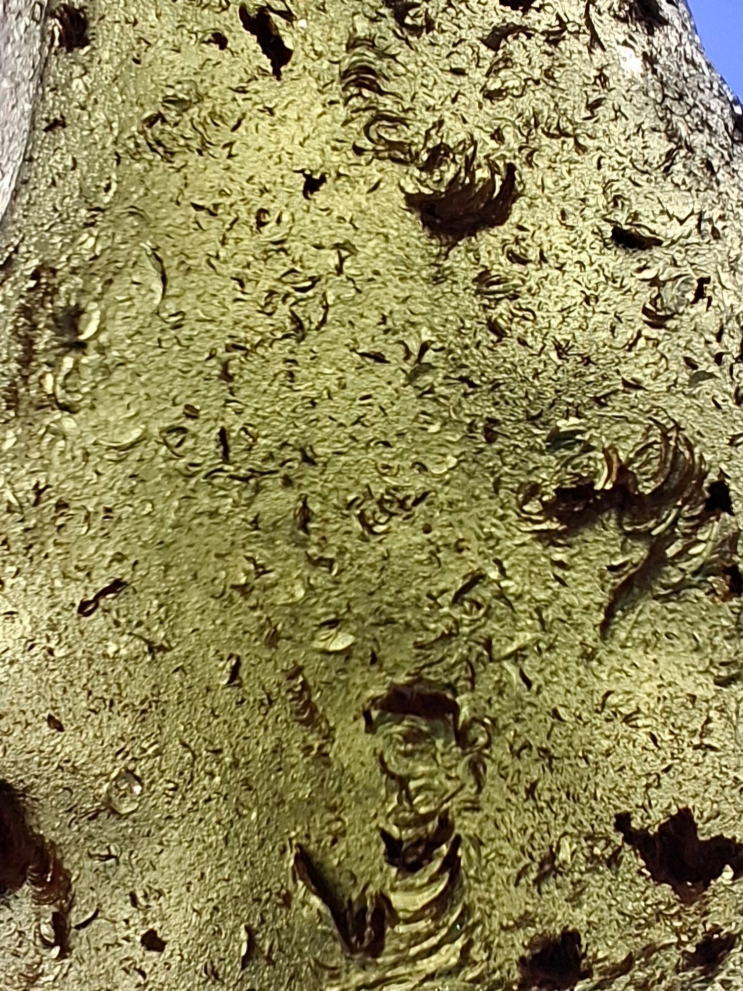 Moldavite Piece, CHLUM FIELD, 15.77g, Tektite (Ref: 1045)