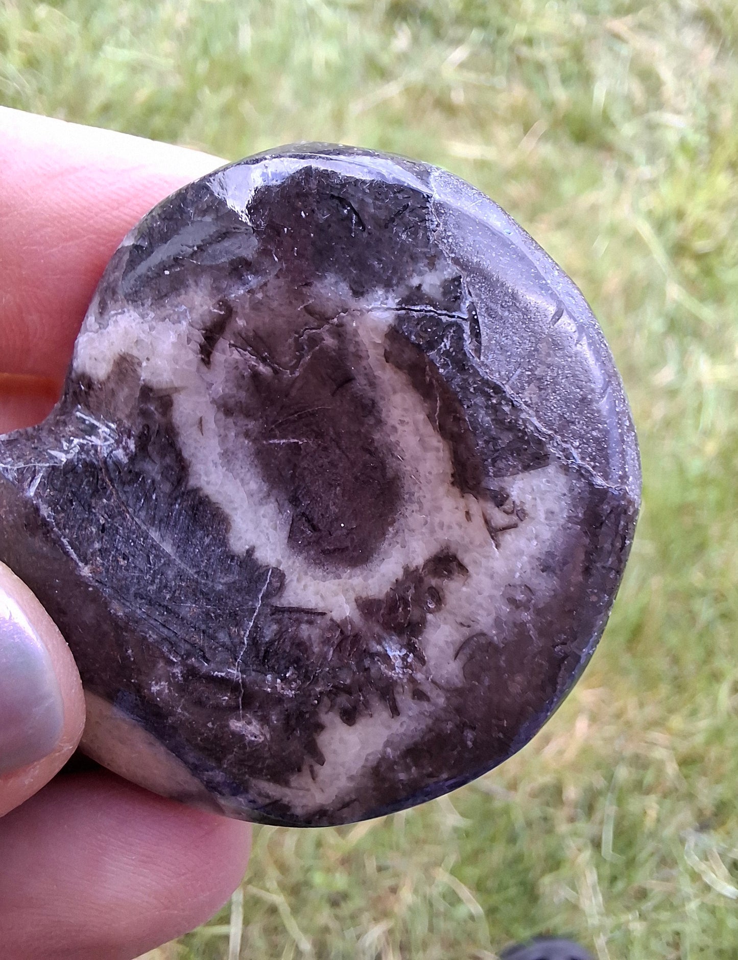 Goniatite, Fossil (Ref: GA6)