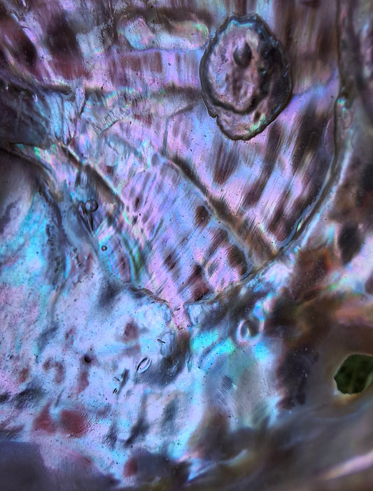 Abalone Shell, (Ref: SH2)