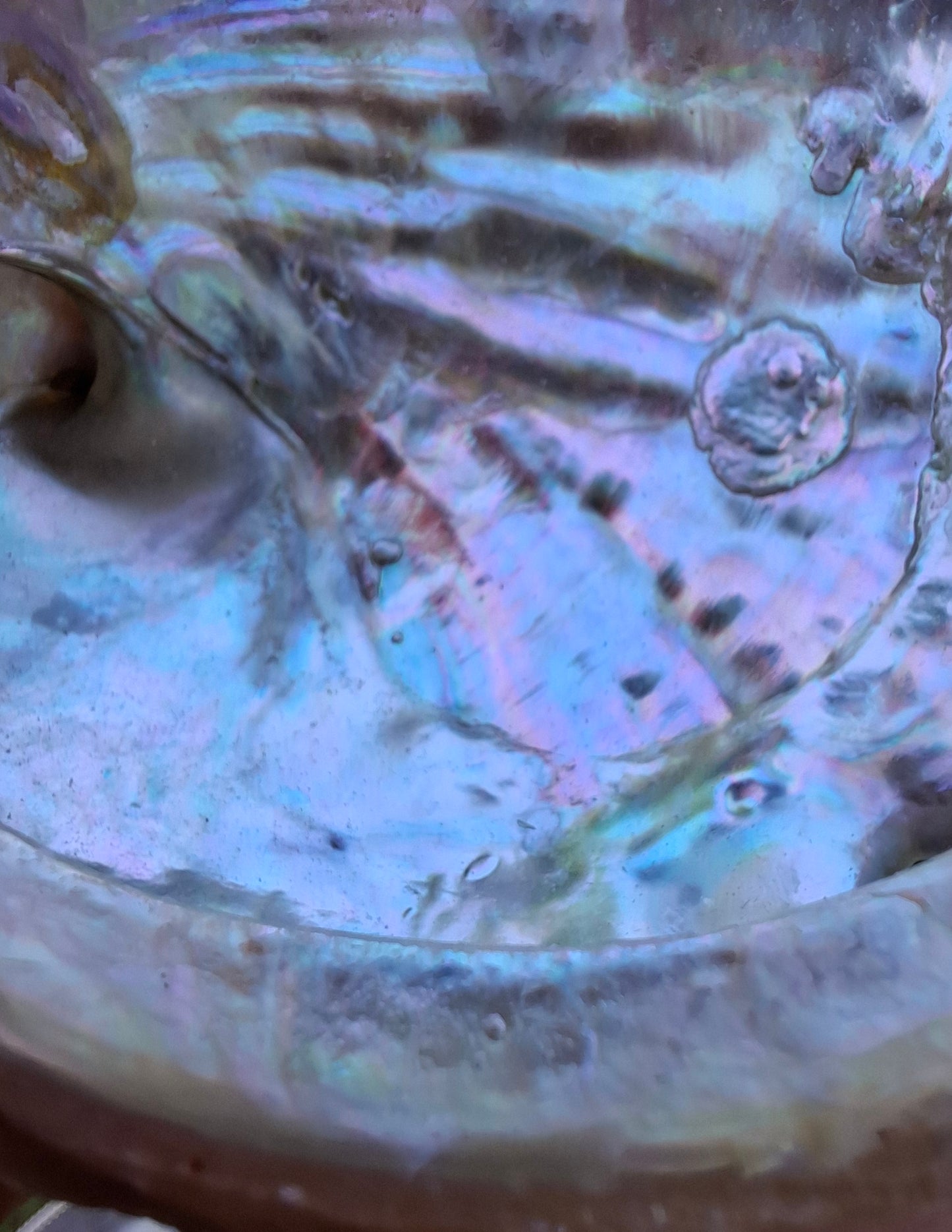 Abalone Shell, (Ref: SH2)