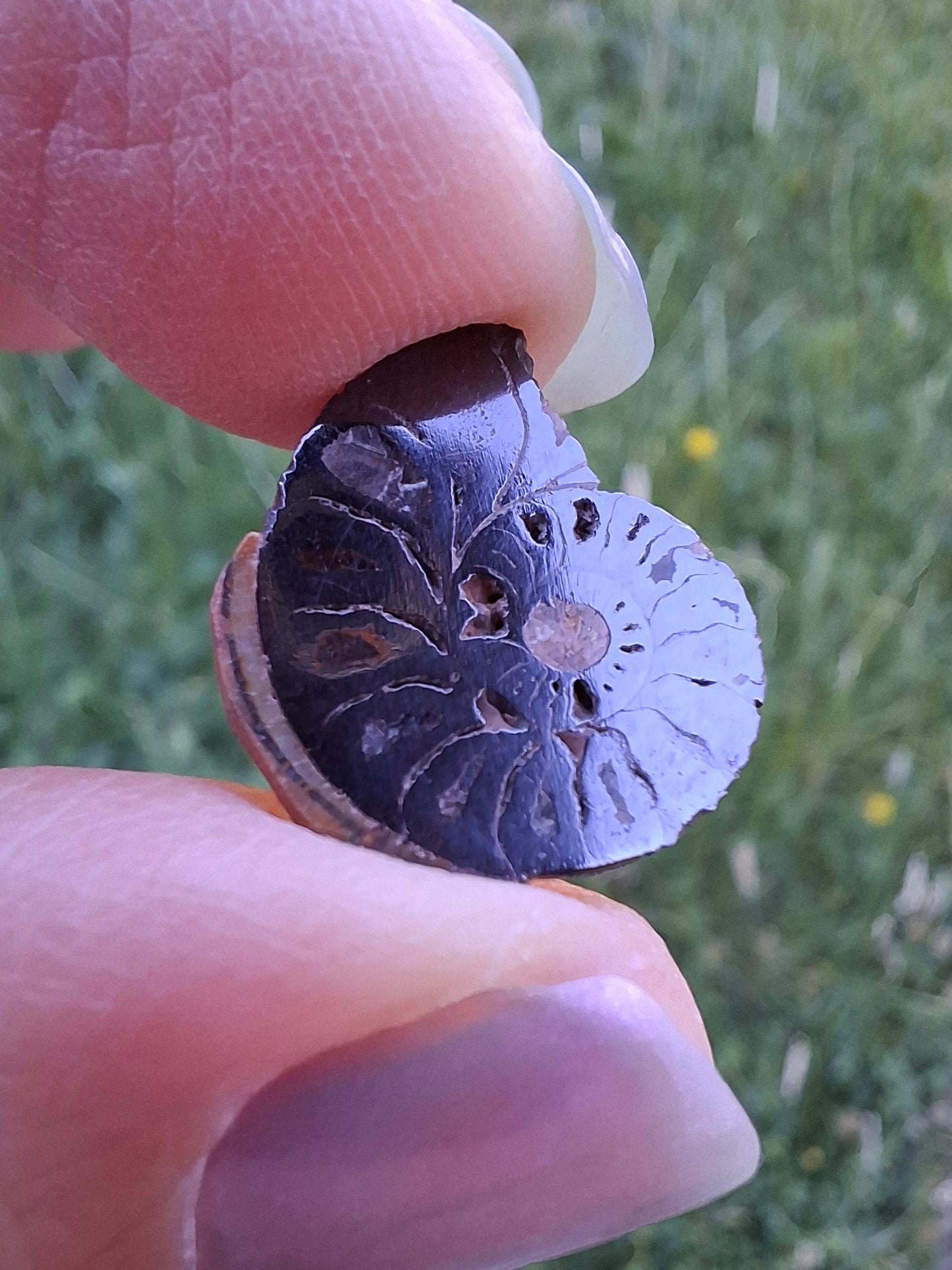 Small Haematite Ammonite HALF, 1.32g, Fossil (Ref: MA5)