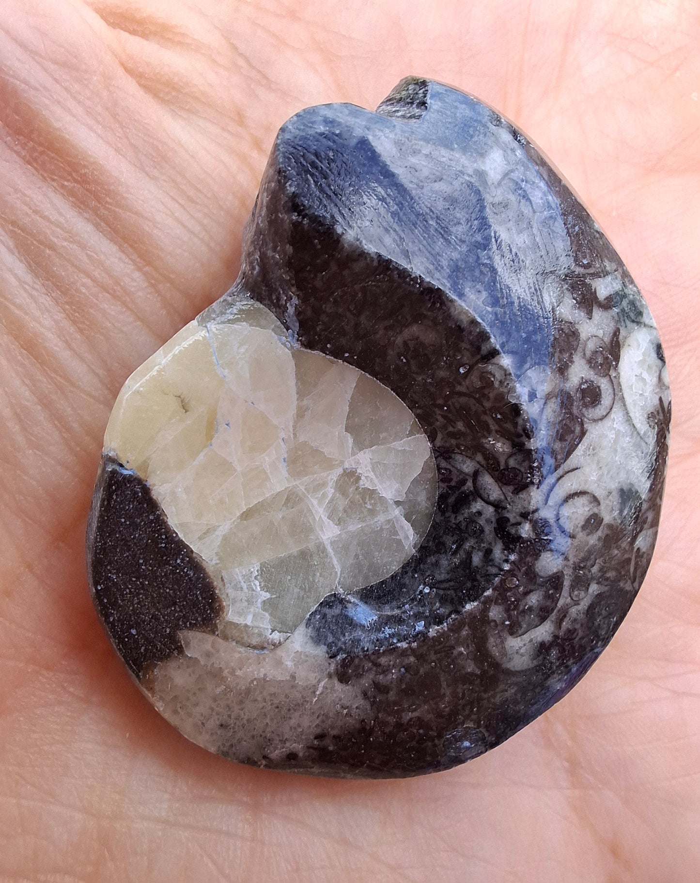 Goniatite, Fossil (Ref: GA7)