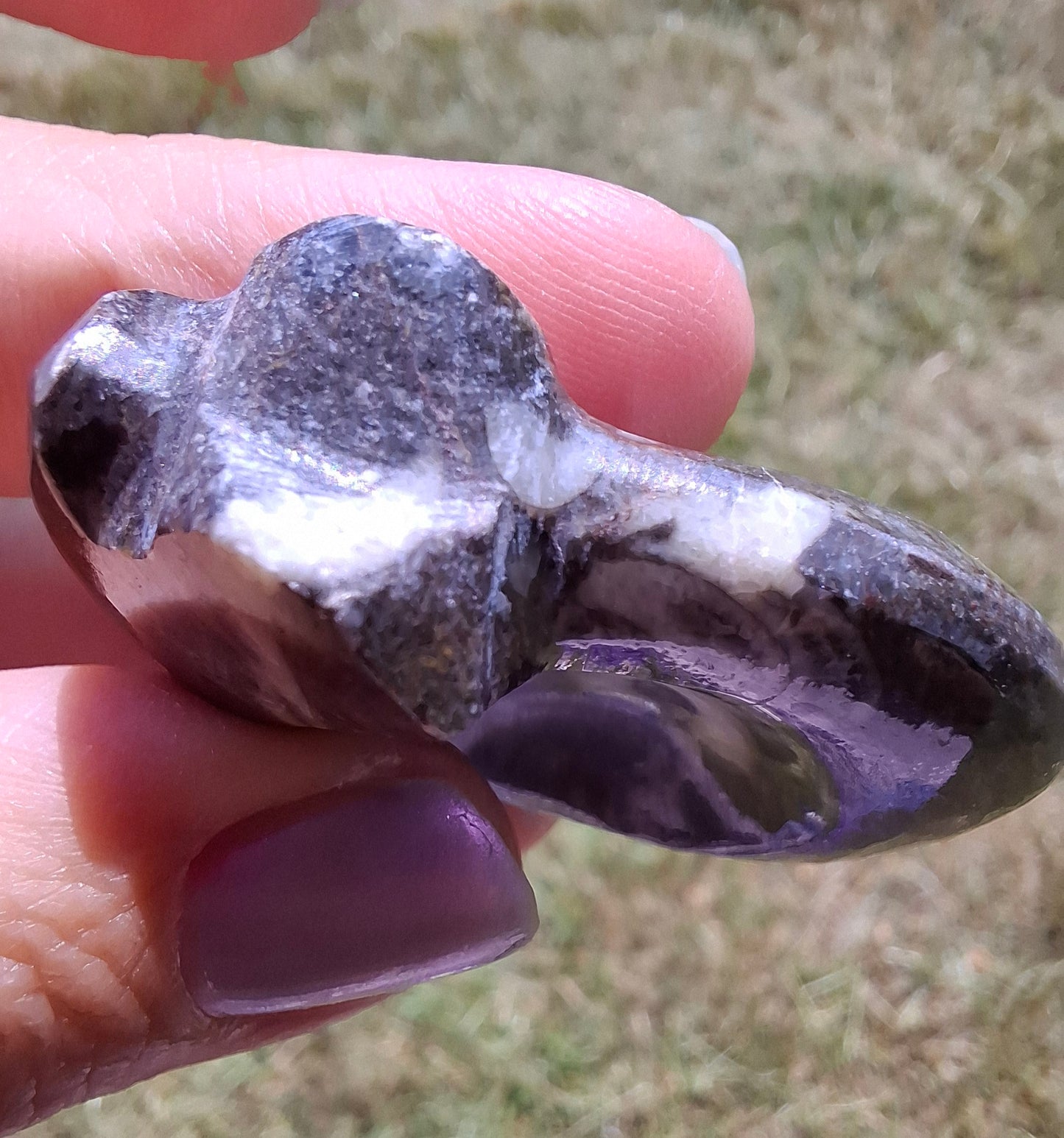 Goniatite, Fossil (Ref: GA1)