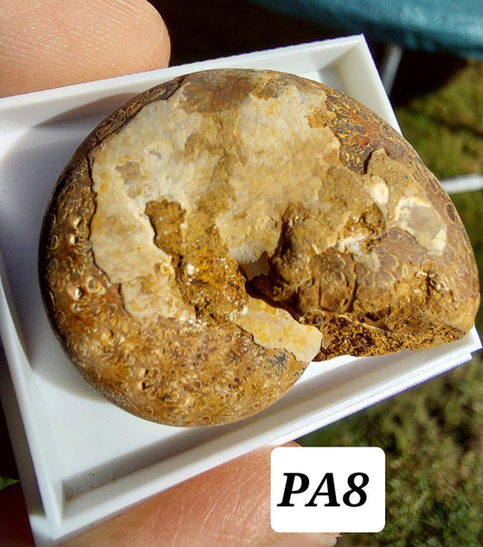 Phylloceras Ammonite, Fossil (Ref: PA8)