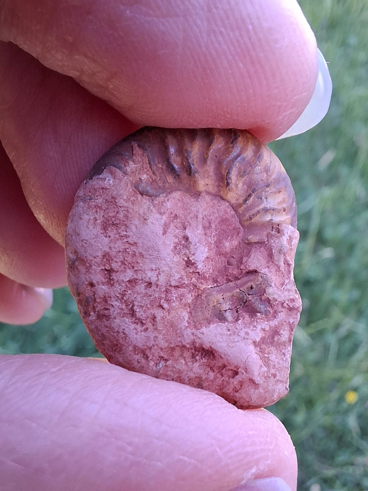 Small Haematite Ammonite HALF, 2.24g, Fossil (Ref: MA10)