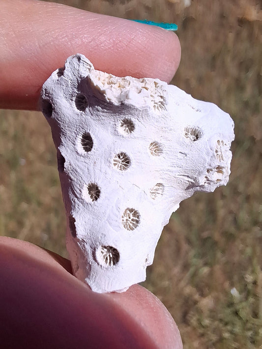 Fossil Coral, (Ref: FC1)