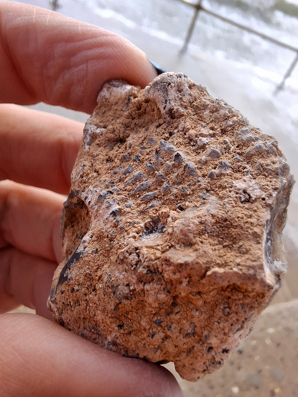 Chalcedony Oyster, Fossil (Ref: FO2)