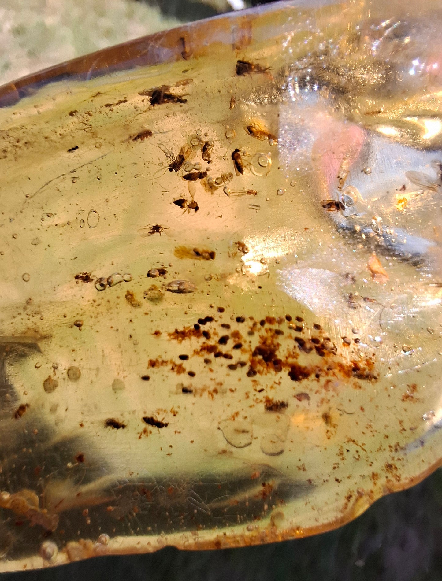 Copal Young Amber with INSECTS inside, 28.43g, Fossil (Ref: CA10)