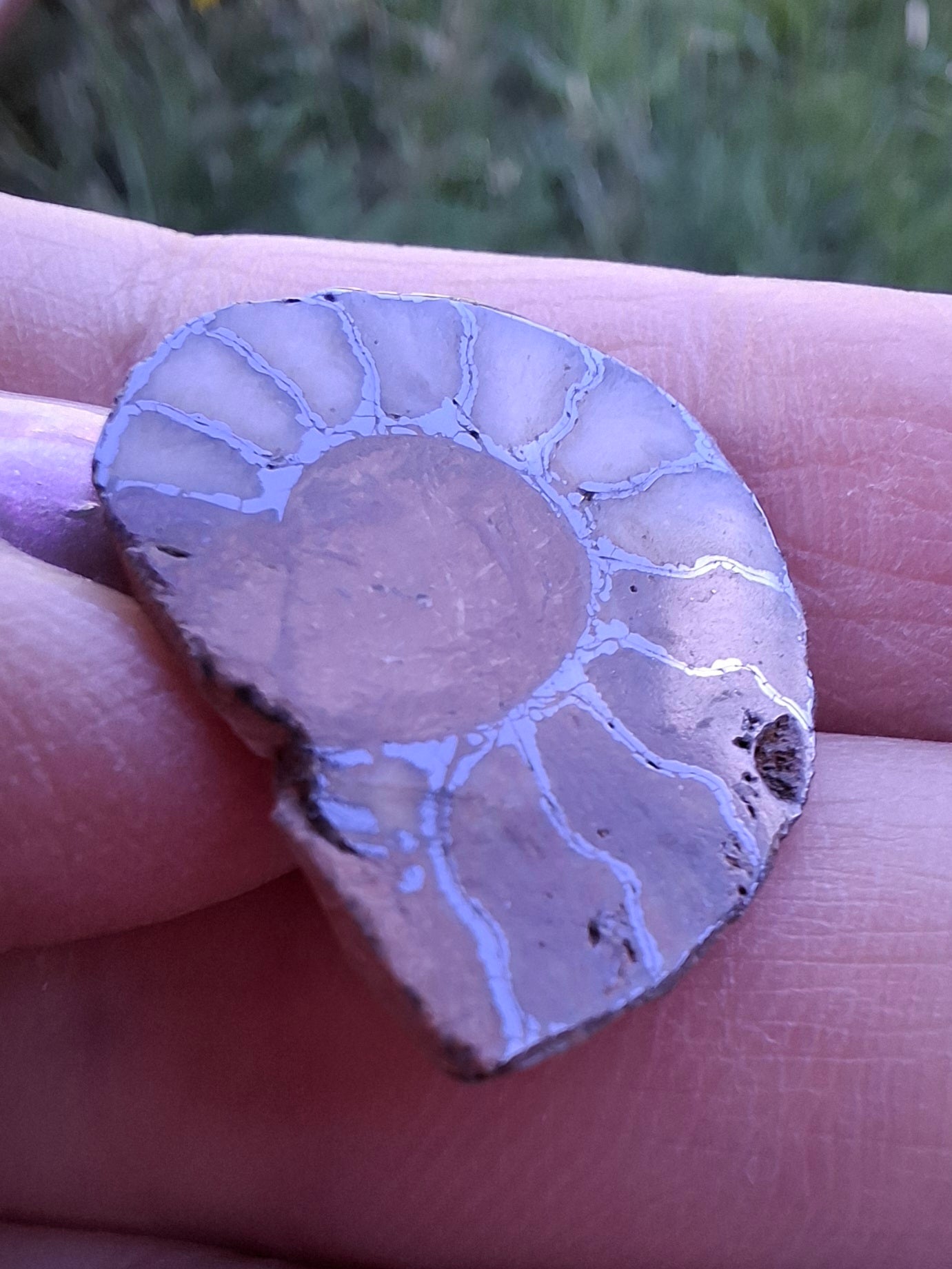 Small Haematite Ammonite HALF, 1.66g, Fossil (Ref: MA2)