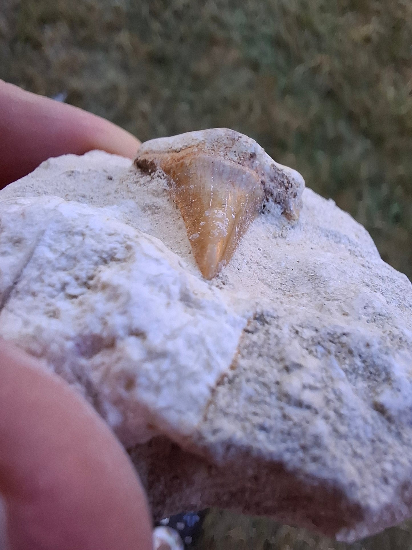 Otodus Shark Tooth in Rock, Fossil (Ref: OT2)