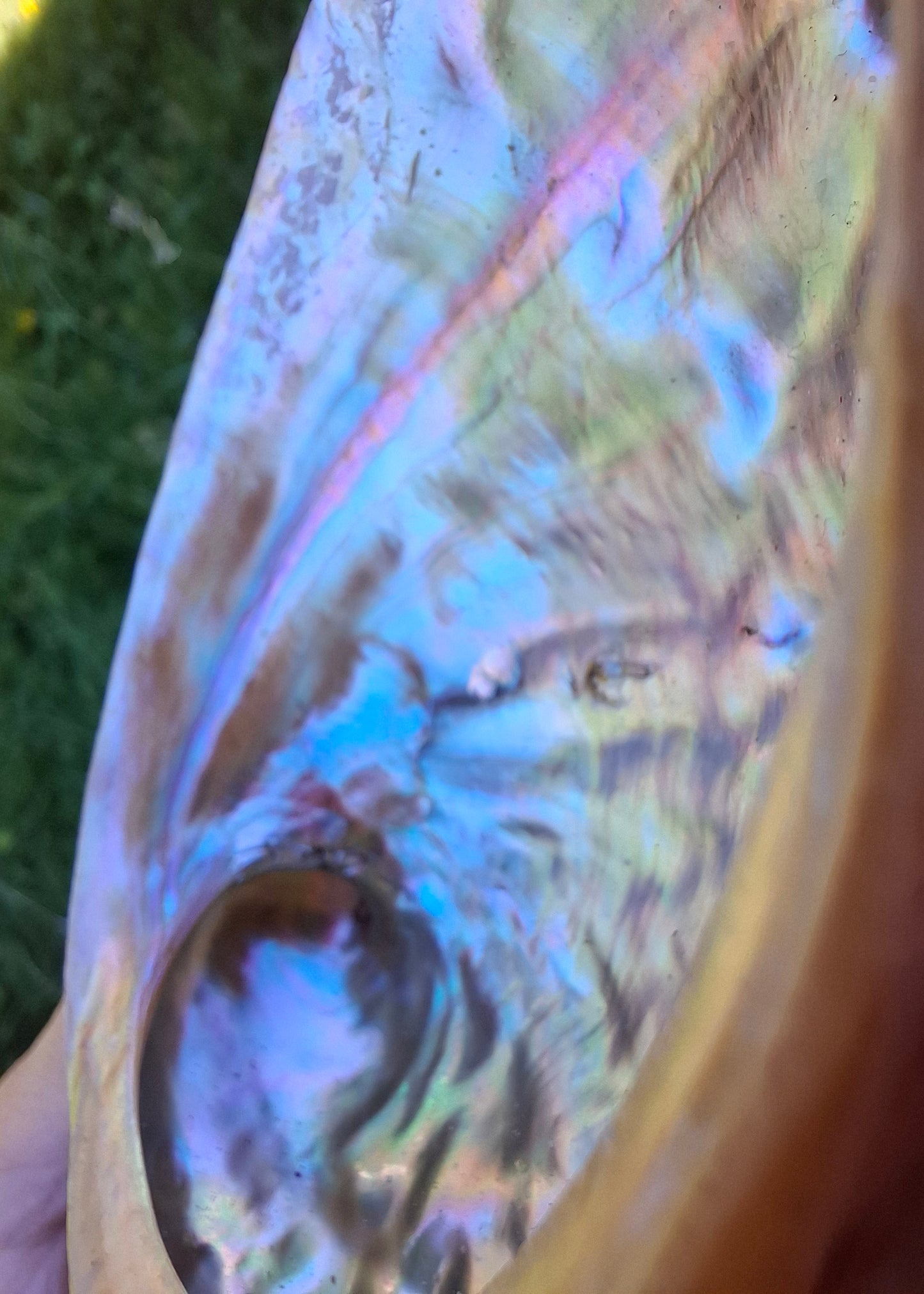 Abalone Shell, (Ref: SH3)