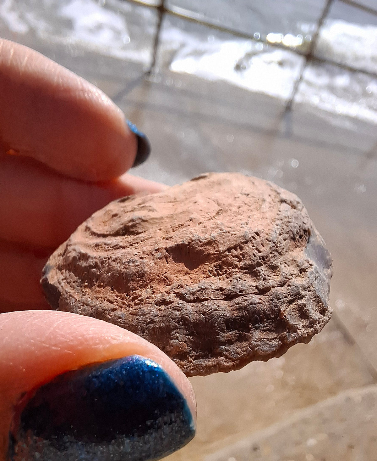 Chalcedony Oyster, Fossil (Ref: FO9)