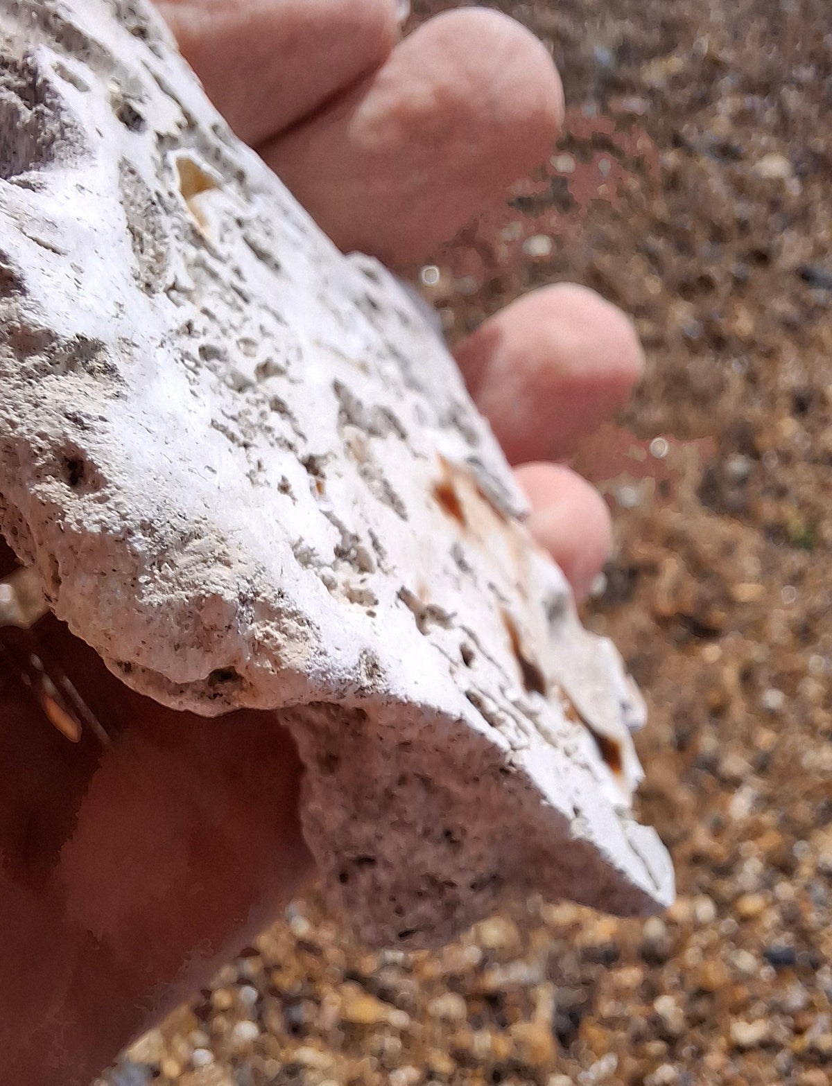 Fossilised Coral replaced by Chalcedony/Agate, Fossil (Ref: FCA1)