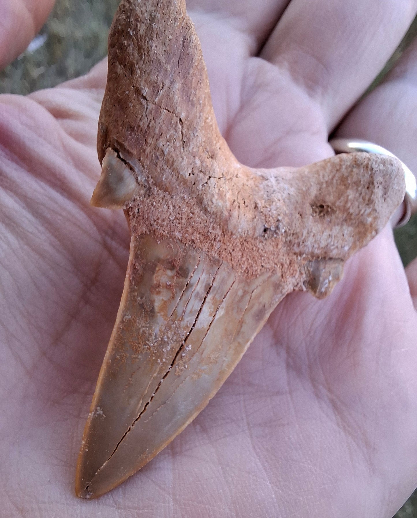 Otodus Shark Tooth, Fossil (Ref: OT 7)