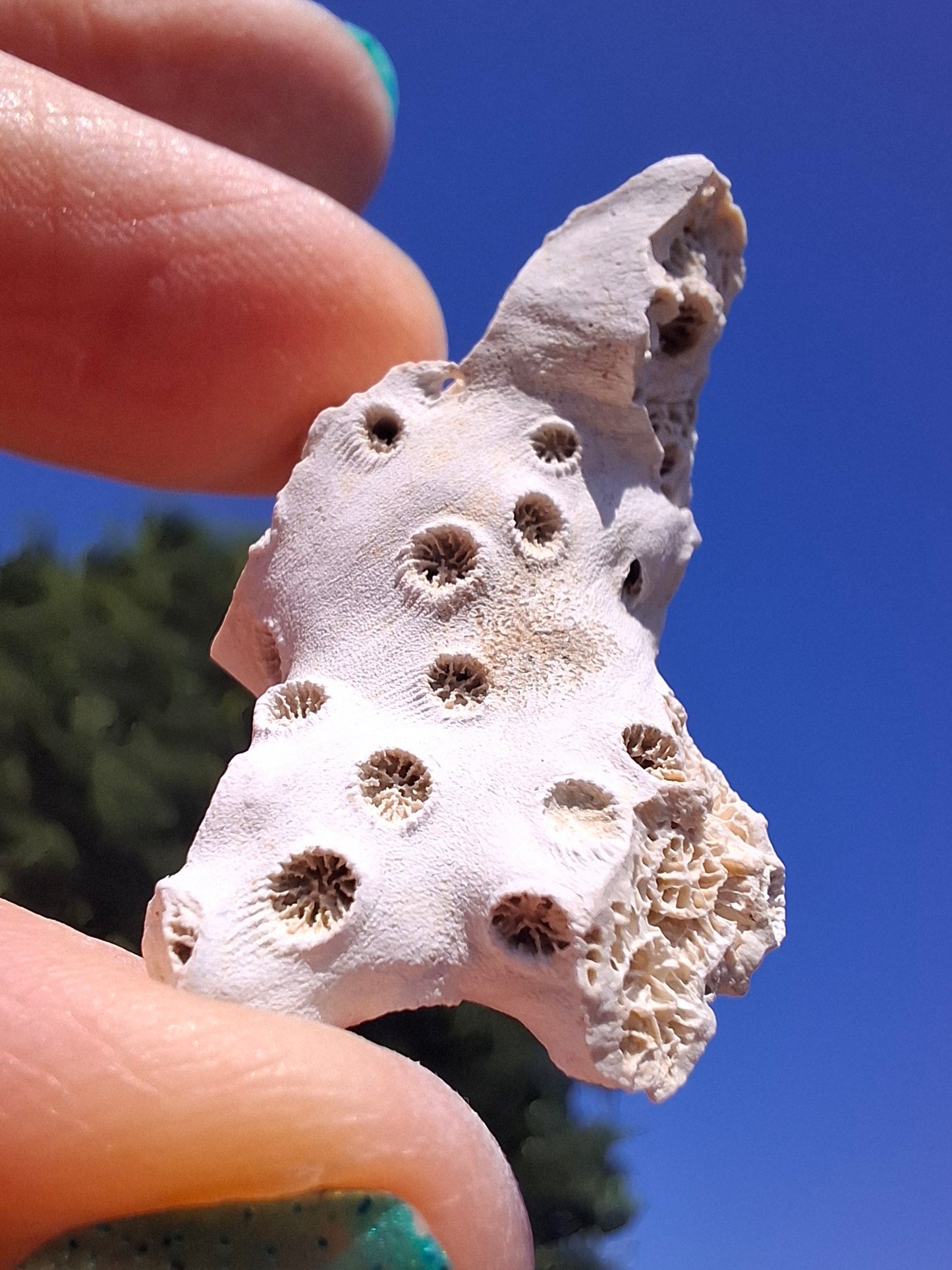 Fossil Coral, (Ref: FC4)