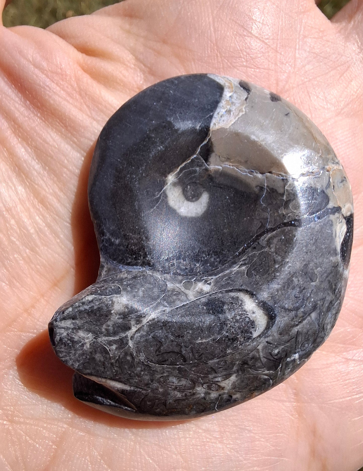 Goniatite, Fossil (Ref: GA9)