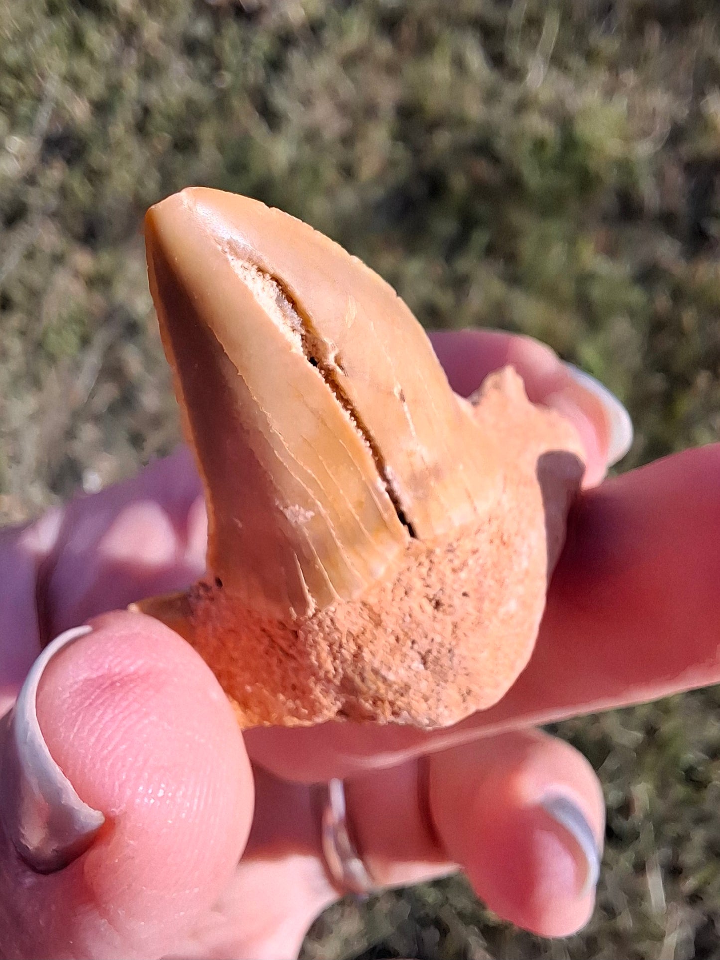 Otodus Shark Tooth, Fossil (Ref: OT 7)