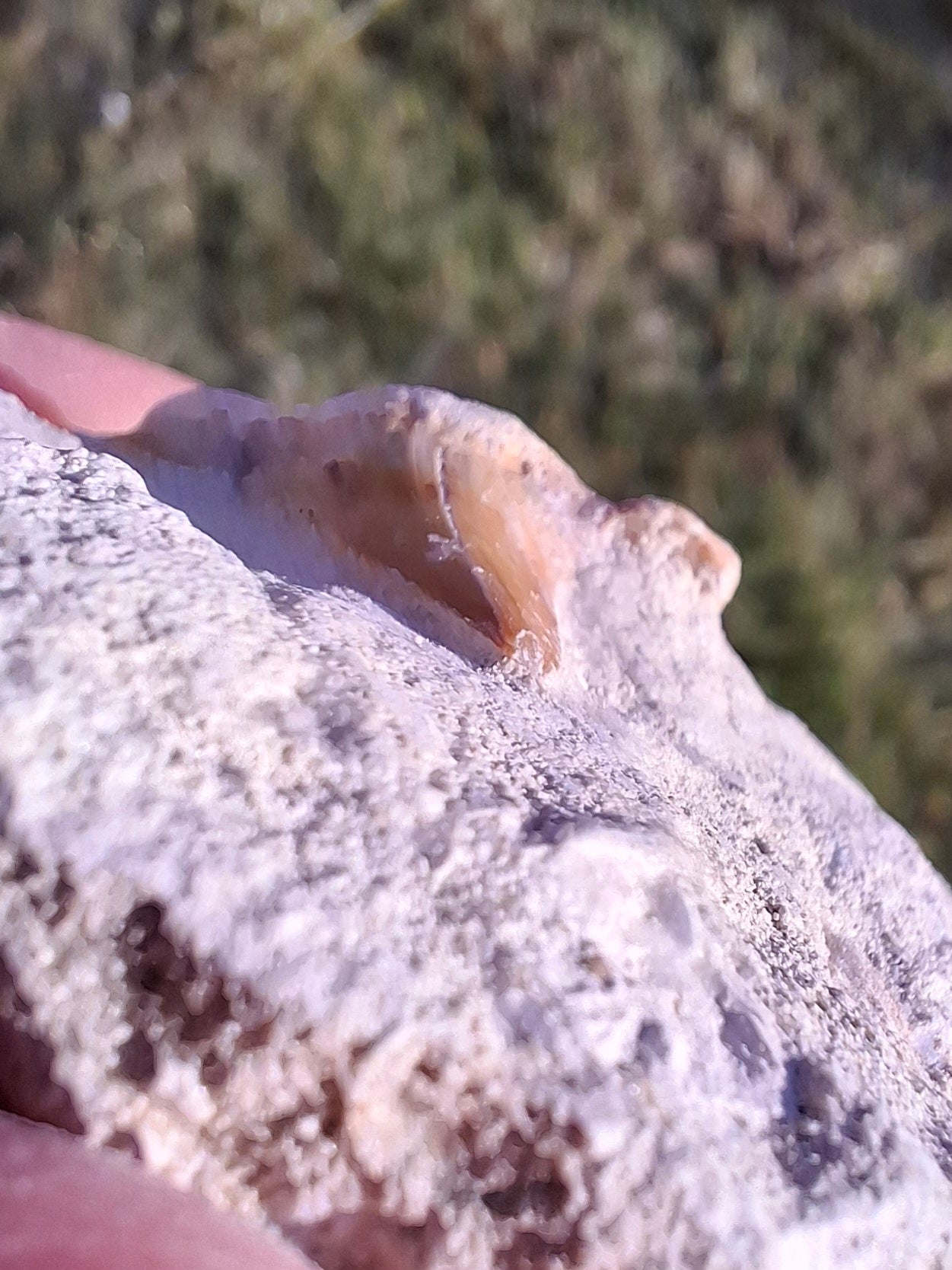 Otodus Shark Tooth, Fossil (Ref: OT4)