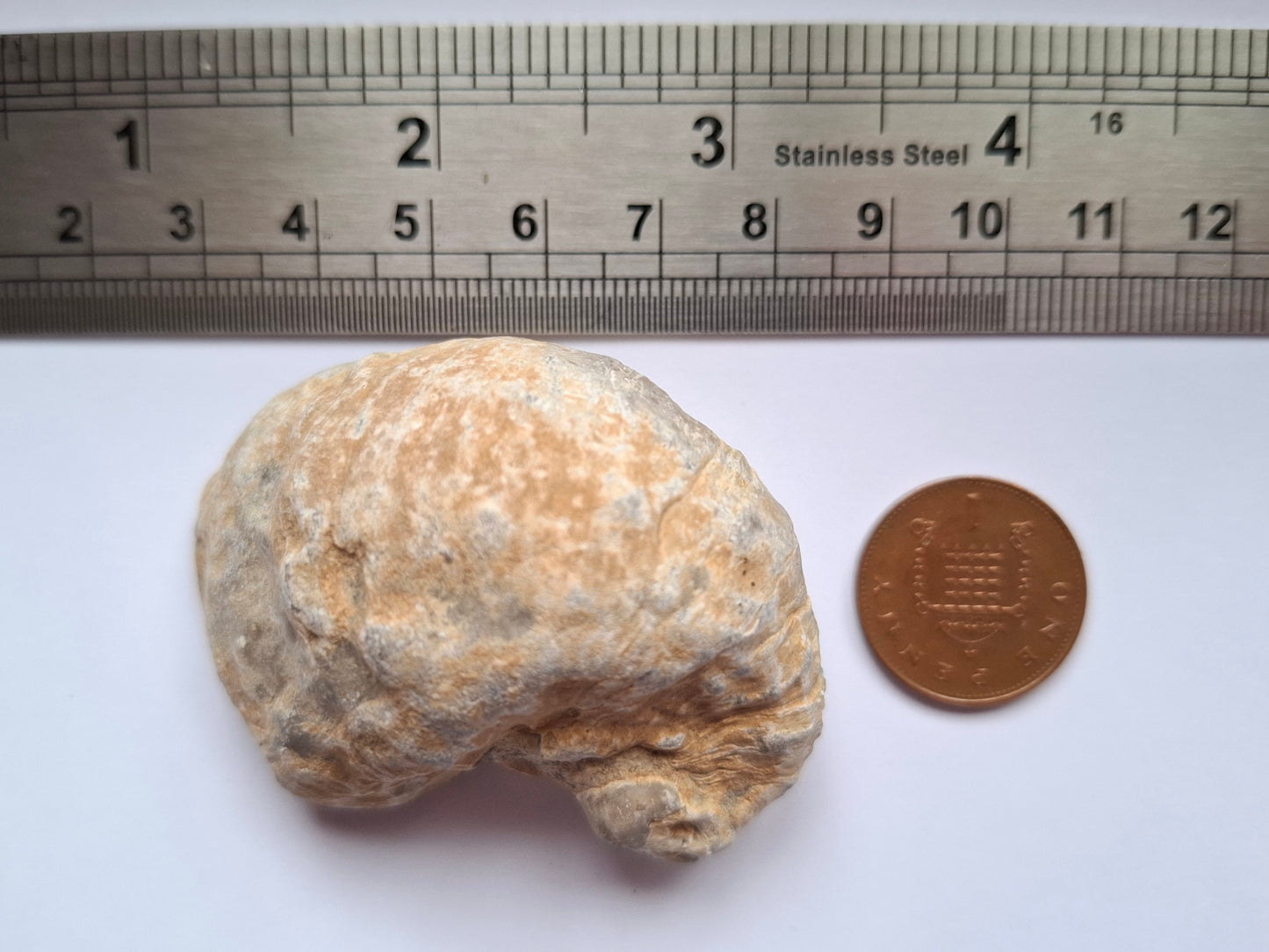 Gryphaea (Devil's Toenail), 57.53g, Fossil (Ref: G2)