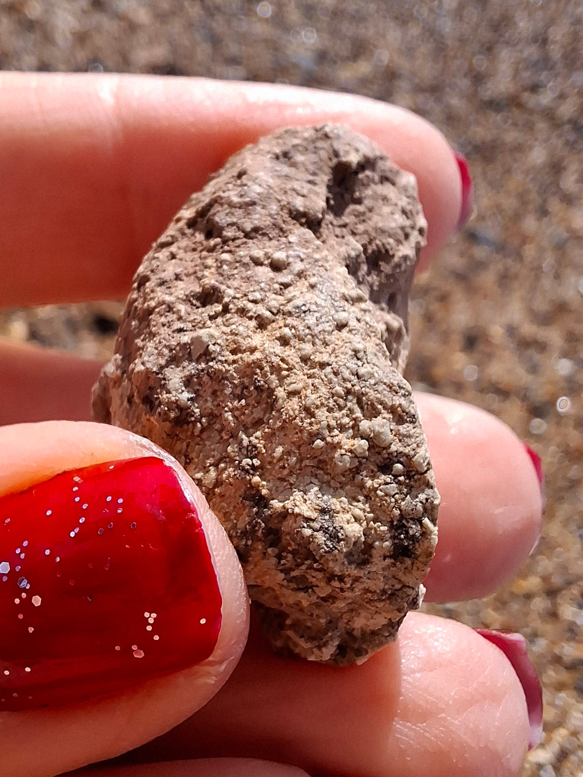 Sauropod Dinosaur Coprolite, 12.82g, Fossil (Ref: DP1)