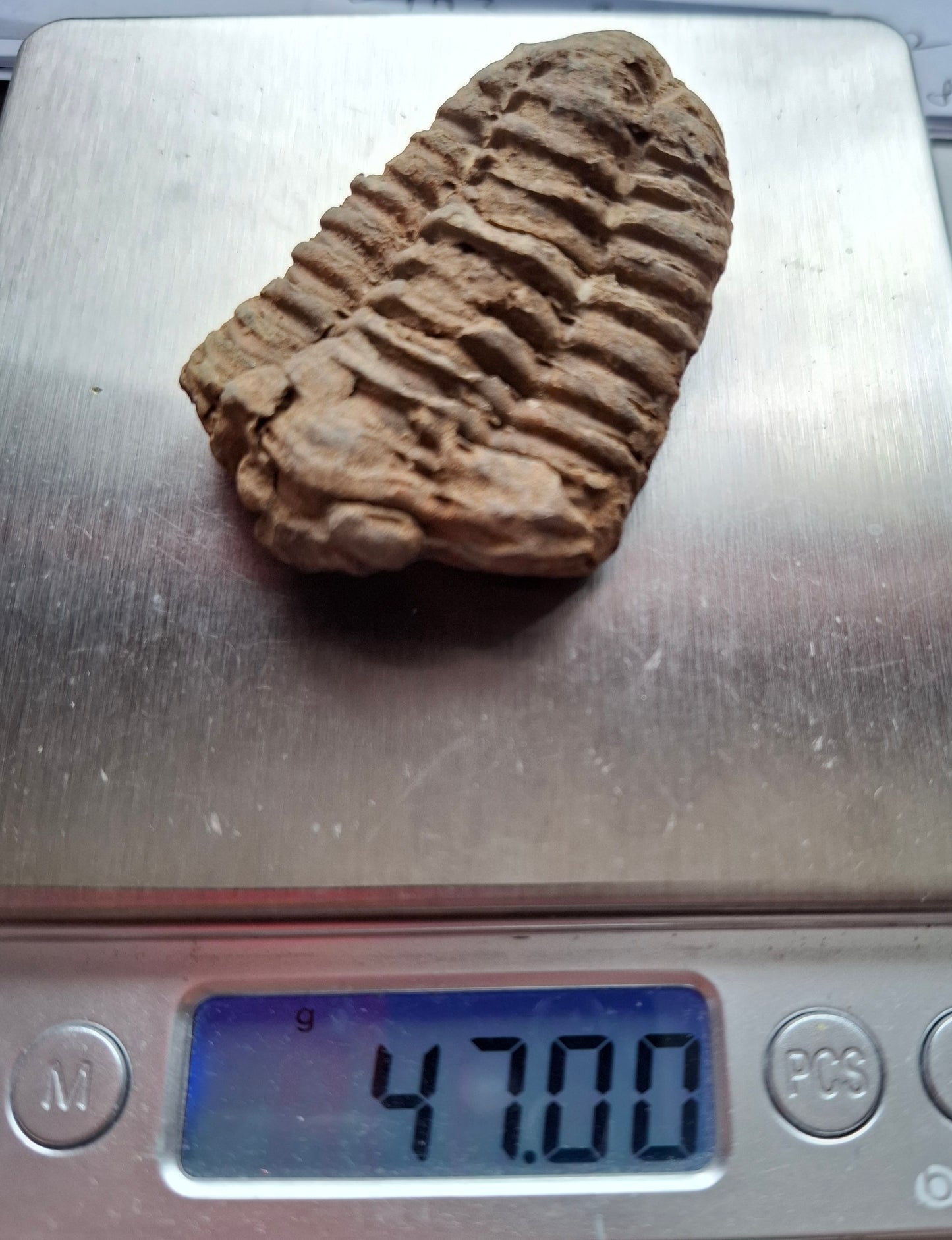 Trilobite (Flexicalymene), 47.00g, Fossil (Ref: TR1)