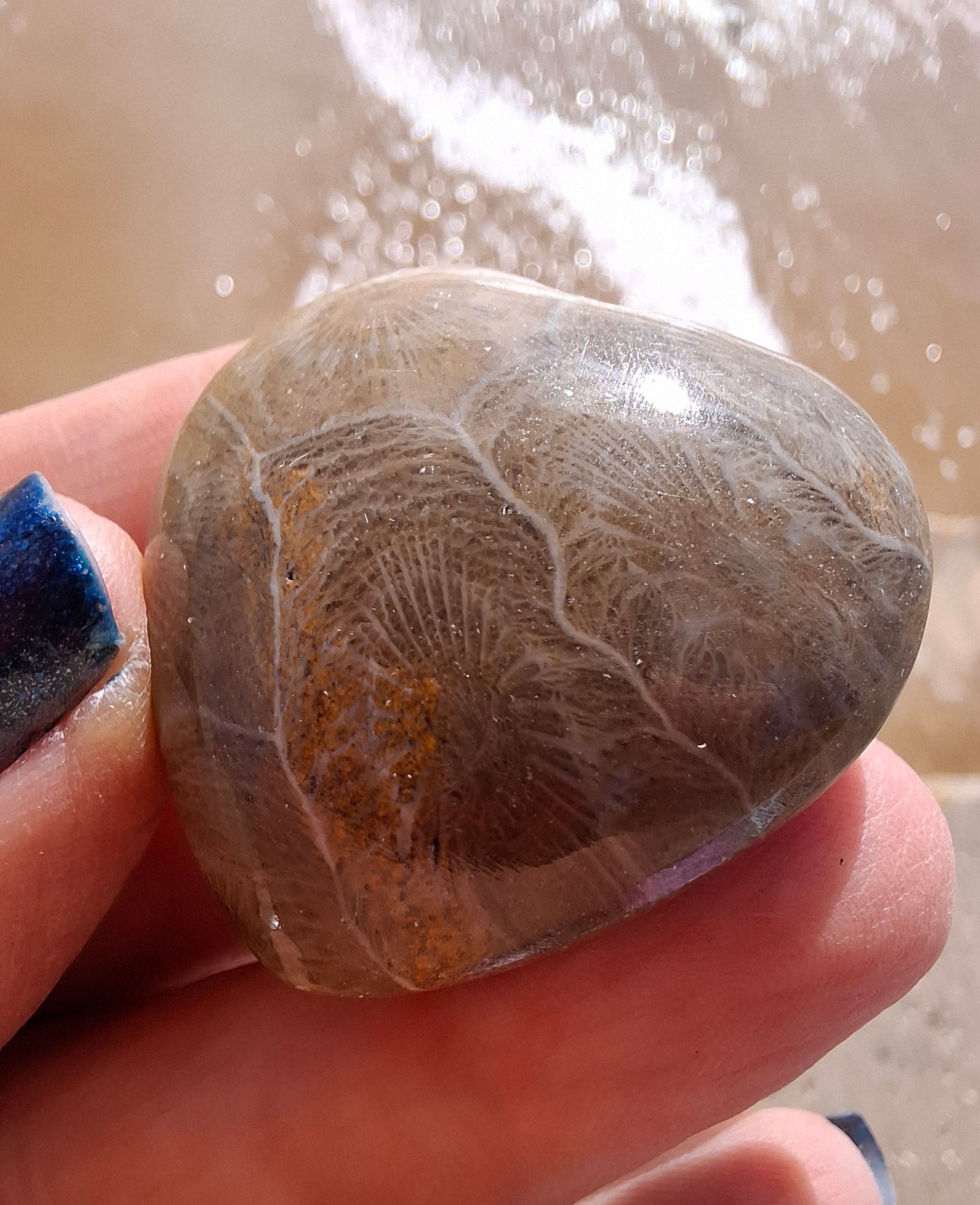 Fossil Coral Heart (Ref: CoH3)