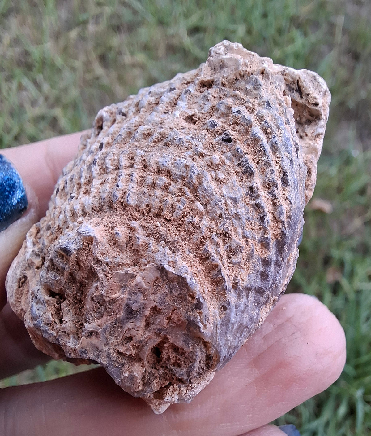 Chalcedony Oyster, Fossil (Ref: FO2)