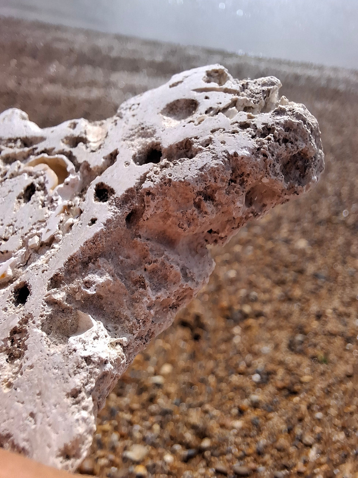 Fossilised Coral replaced by Chalcedony/Agate, Fossil (Ref: FCA1)
