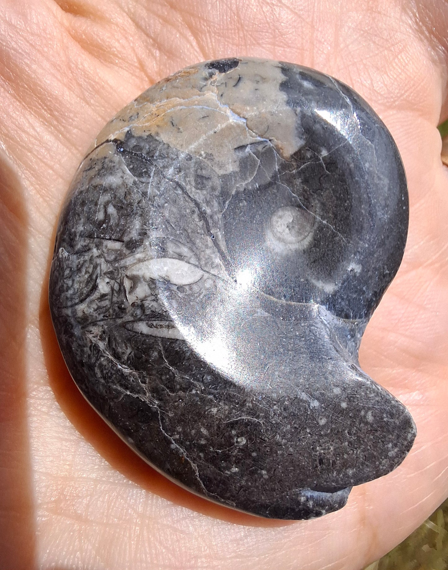Goniatite, Fossil (Ref: GA9)