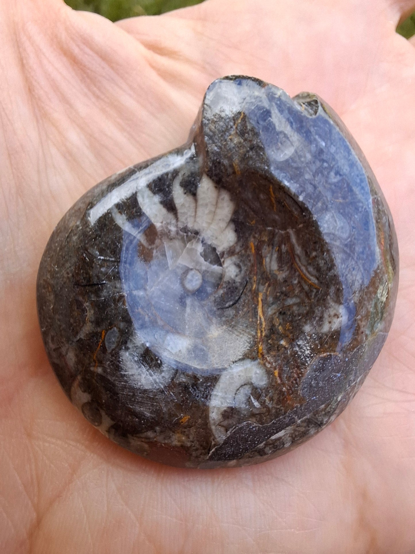 Goniatite, Fossil (Ref: GA1)