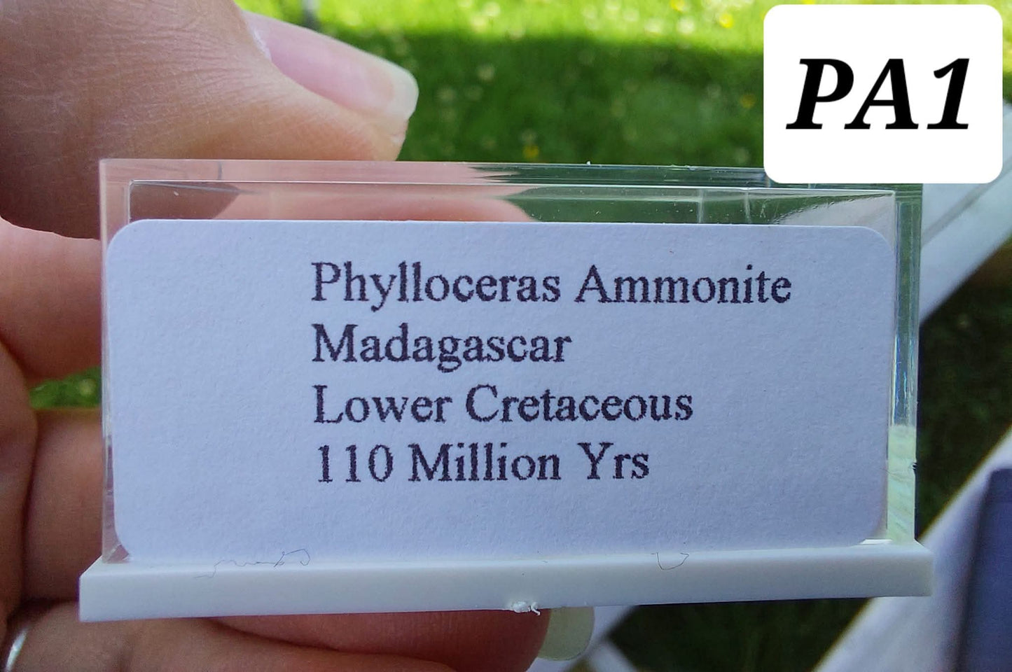 Phylloceras Ammonite, Fossil (Ref: PA1)