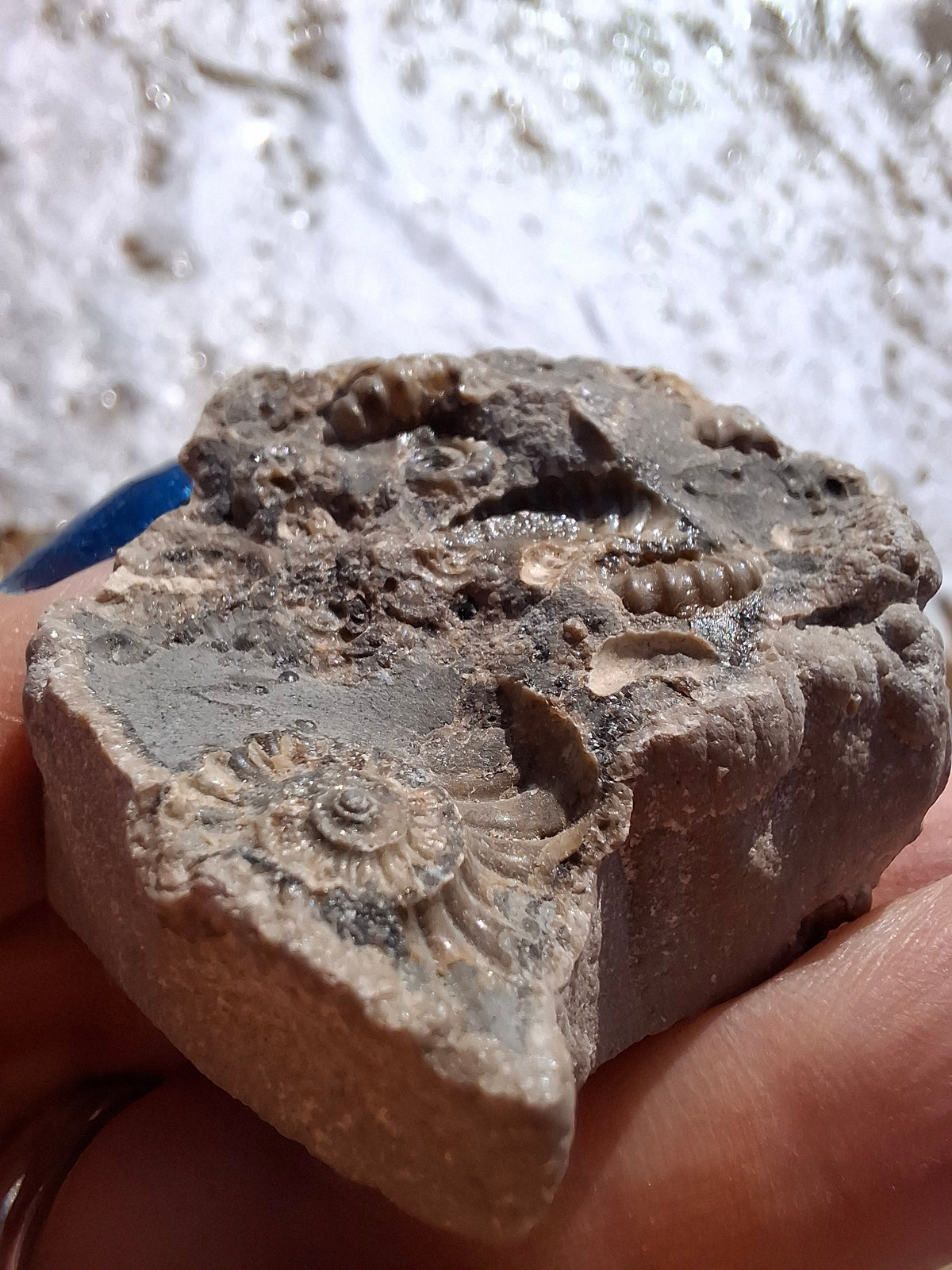 Ammonite Cluster, Fossil (Ref: ACL1)