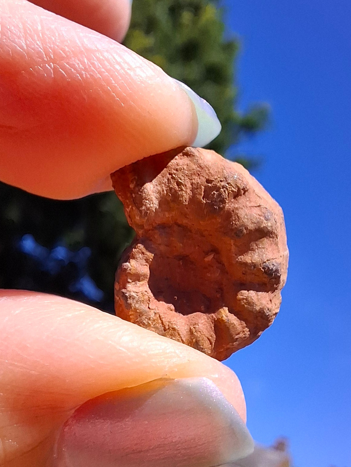 Small Haematite Ammonite HALF, 1.41g, Fossil (Ref: MA6)