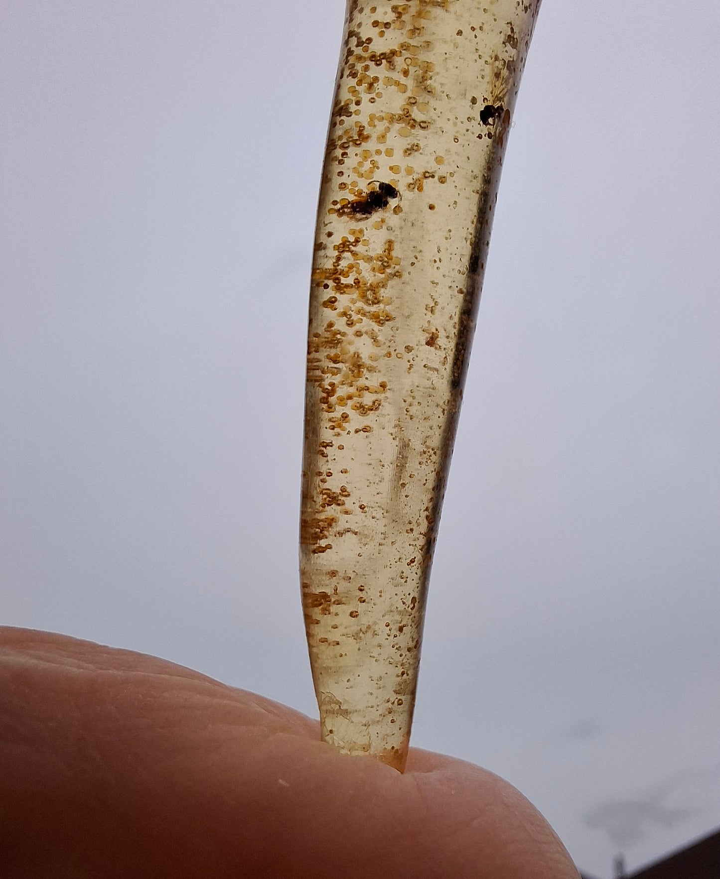 Copal Young Amber with INSECTS inside, 5.46g, Fossil (Ref: CA36)