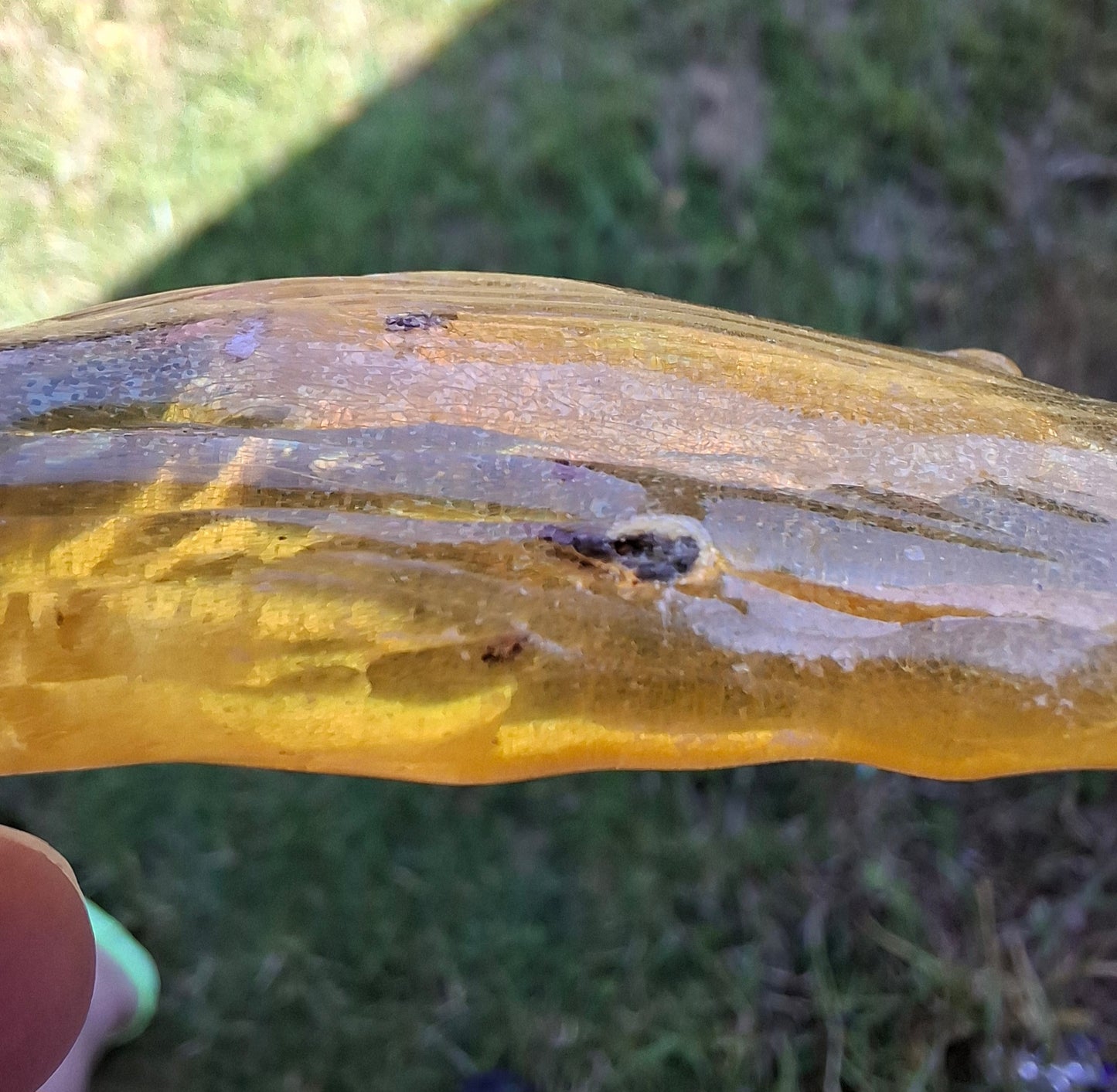 Copal Young Amber with INSECTS inside, 10.79g, Fossil (Ref: CA14)