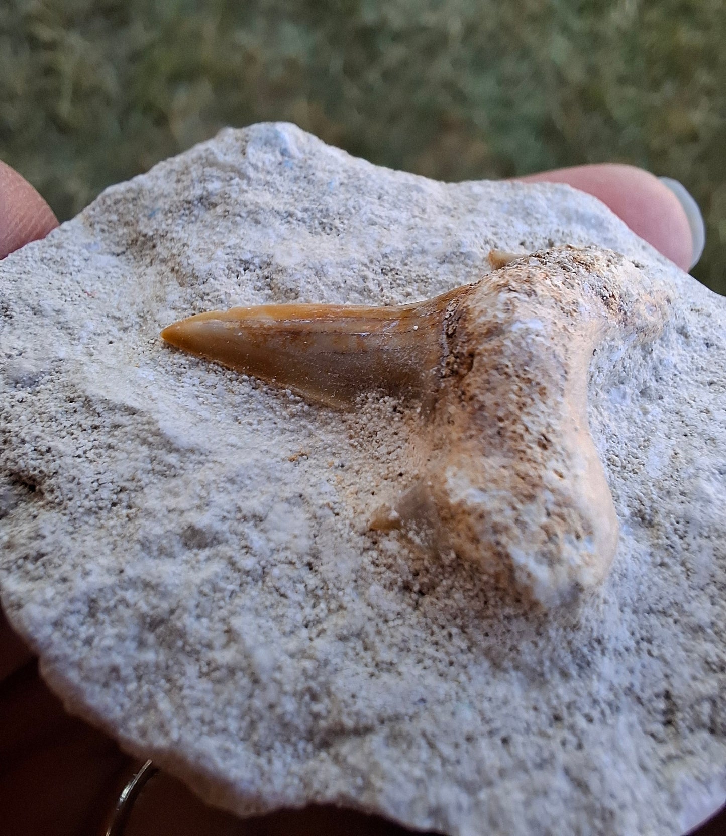 Otodus Shark Tooth in rock, Fossil (Ref: OT1)