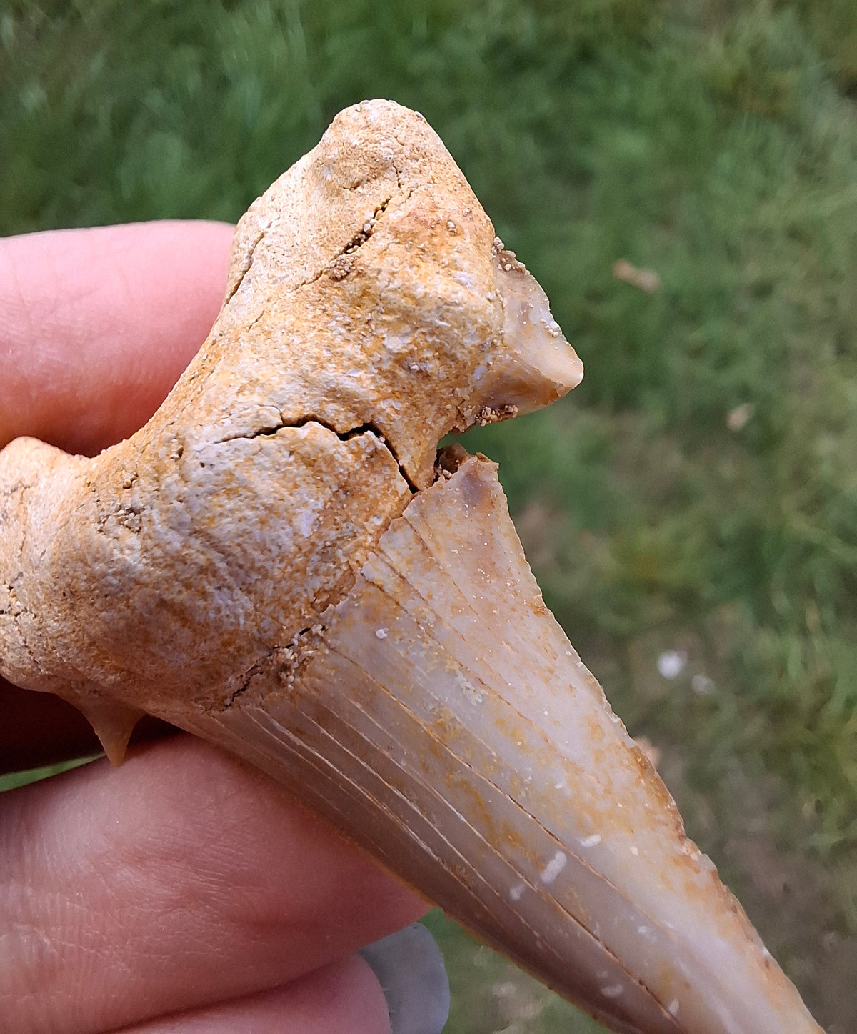 Otodus Shark Tooth, Fossil (Ref: OT6)
