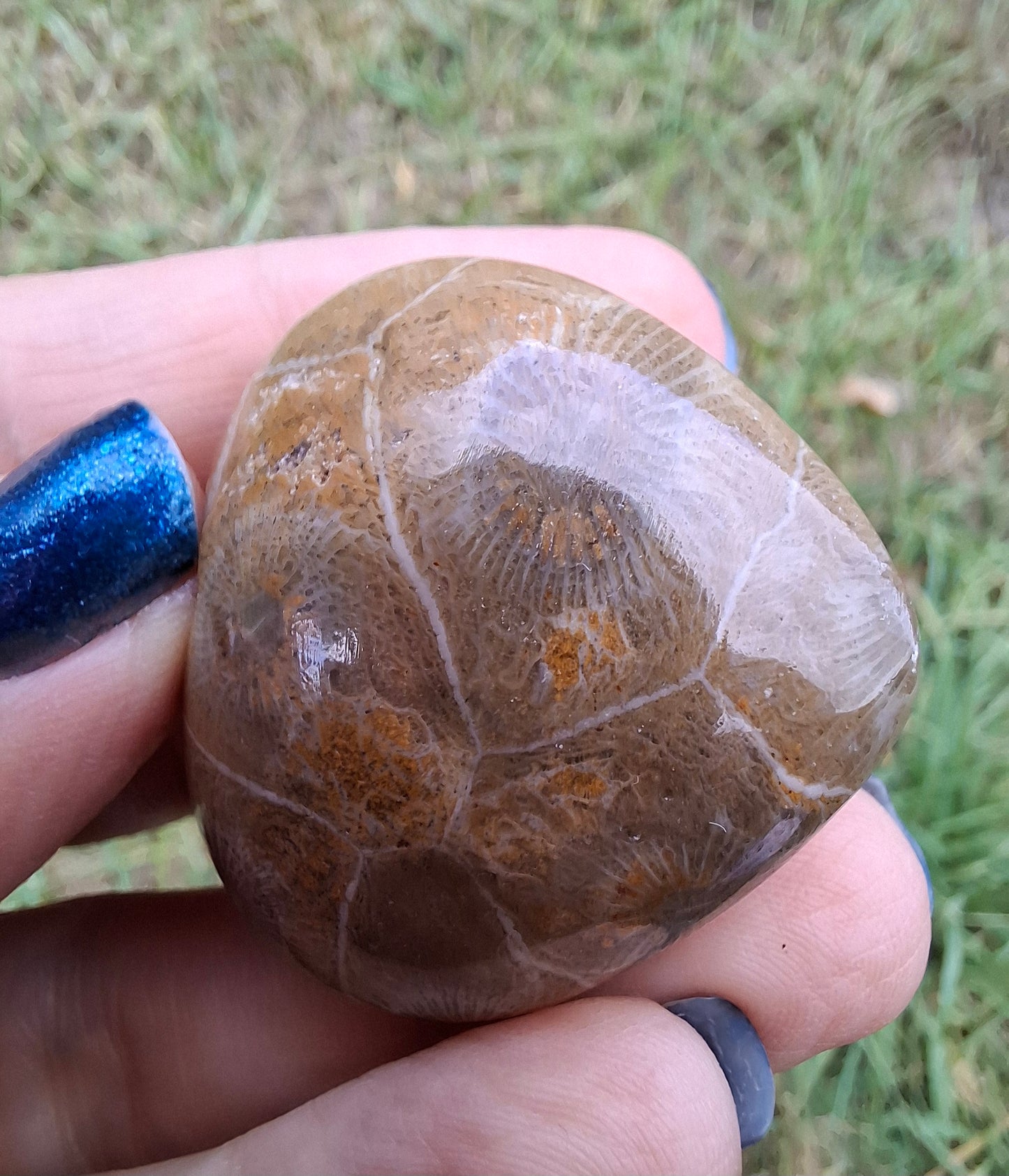 Fossil Coral Heart (Ref: CoH3)