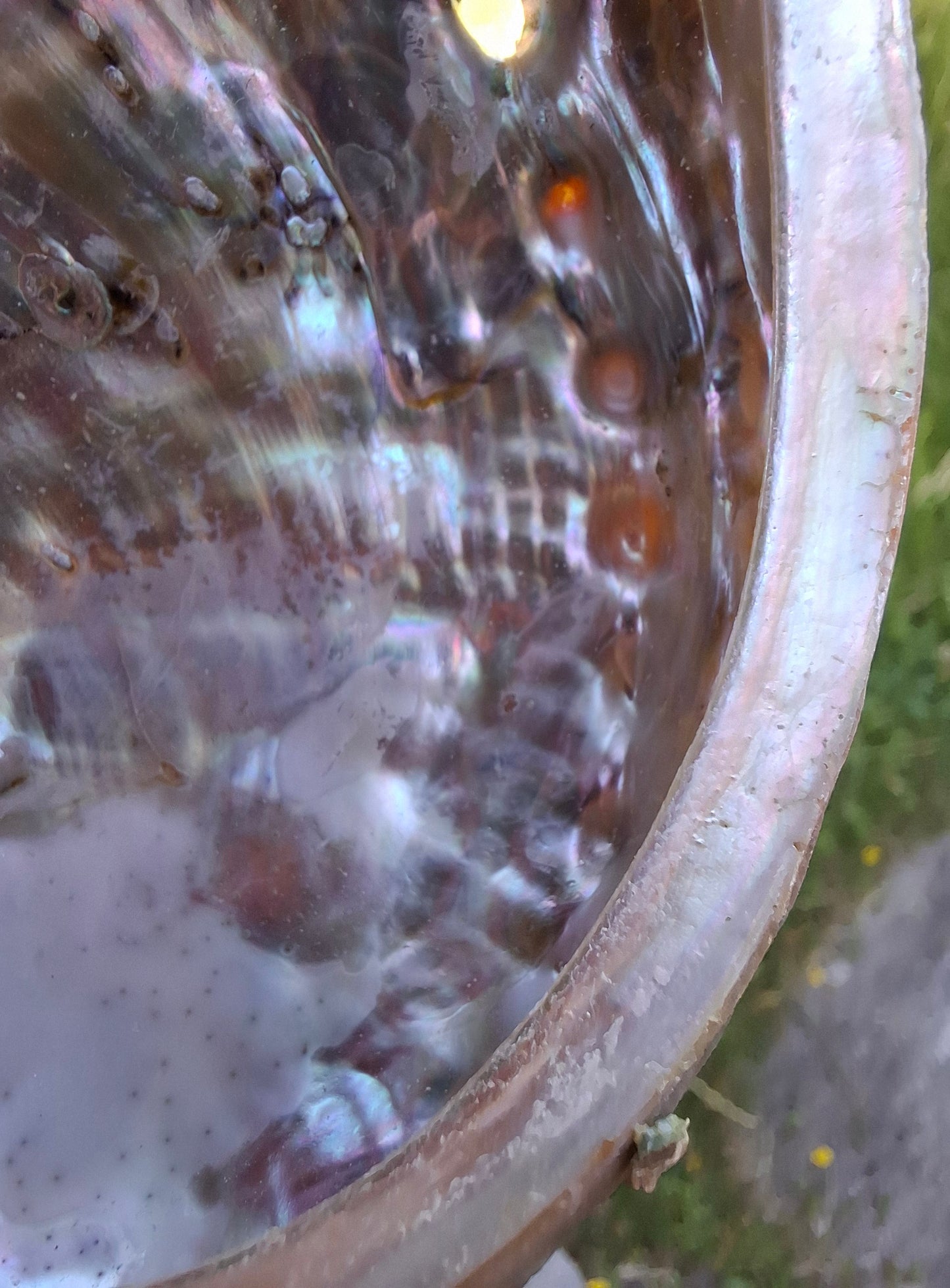 Abalone Shell, (Ref: SH1)