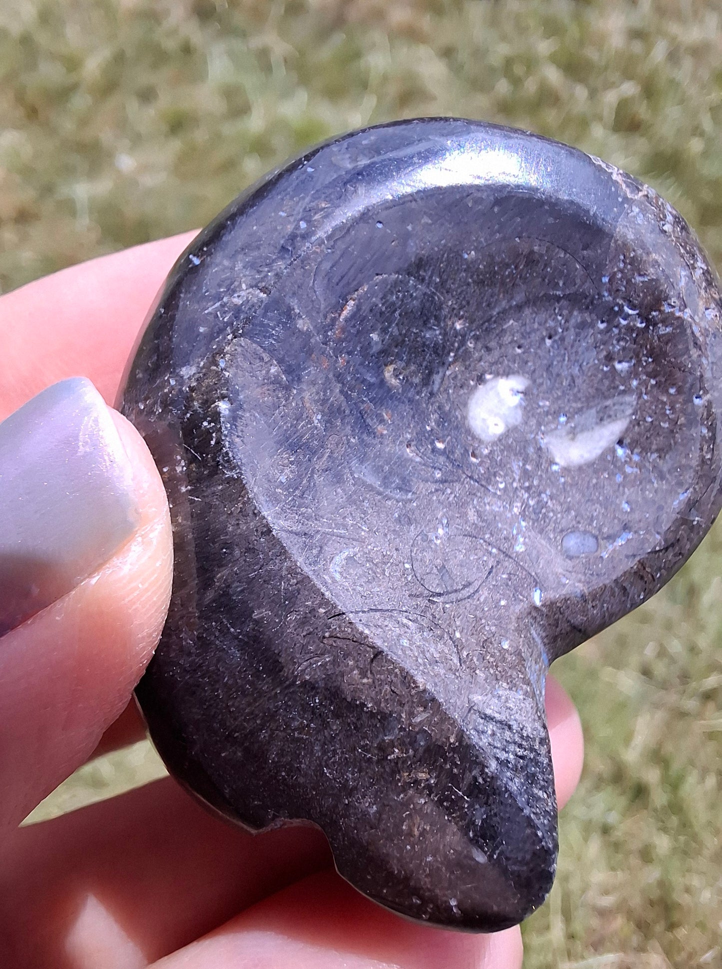 Goniatite, Fossil (Ref: GA8)