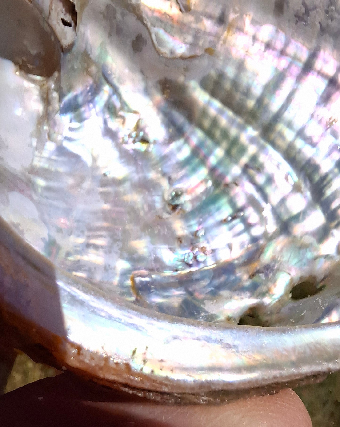 Abalone Shell, (Ref: SH1)