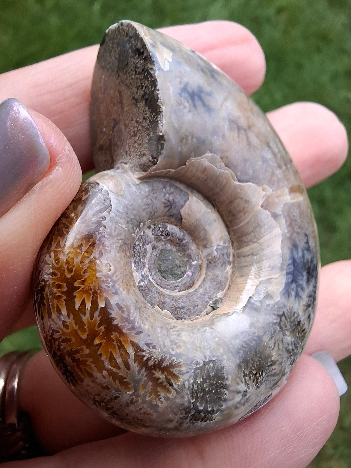 Polished Ammonite, Fossil (Ref: AMM1)