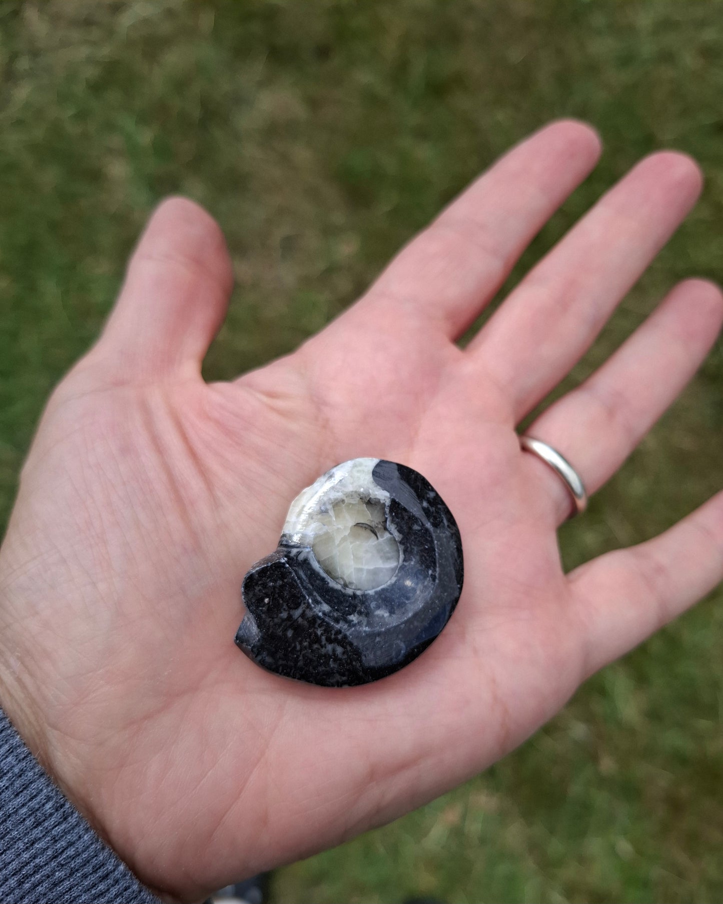 Goniatite, Fossil (Ref: GA7)