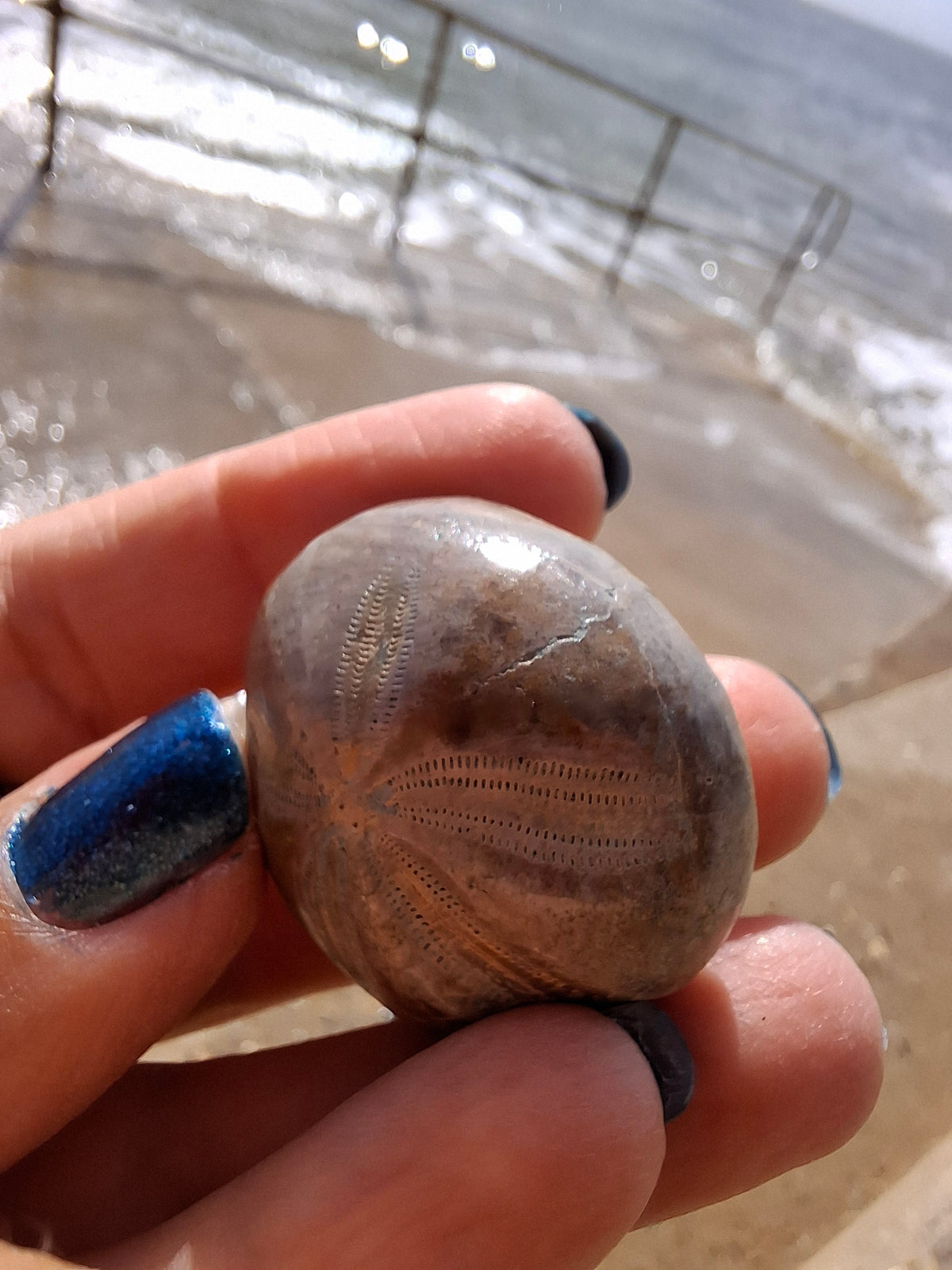 Polished Sea Urchin, Fossil (Ref: SU1)