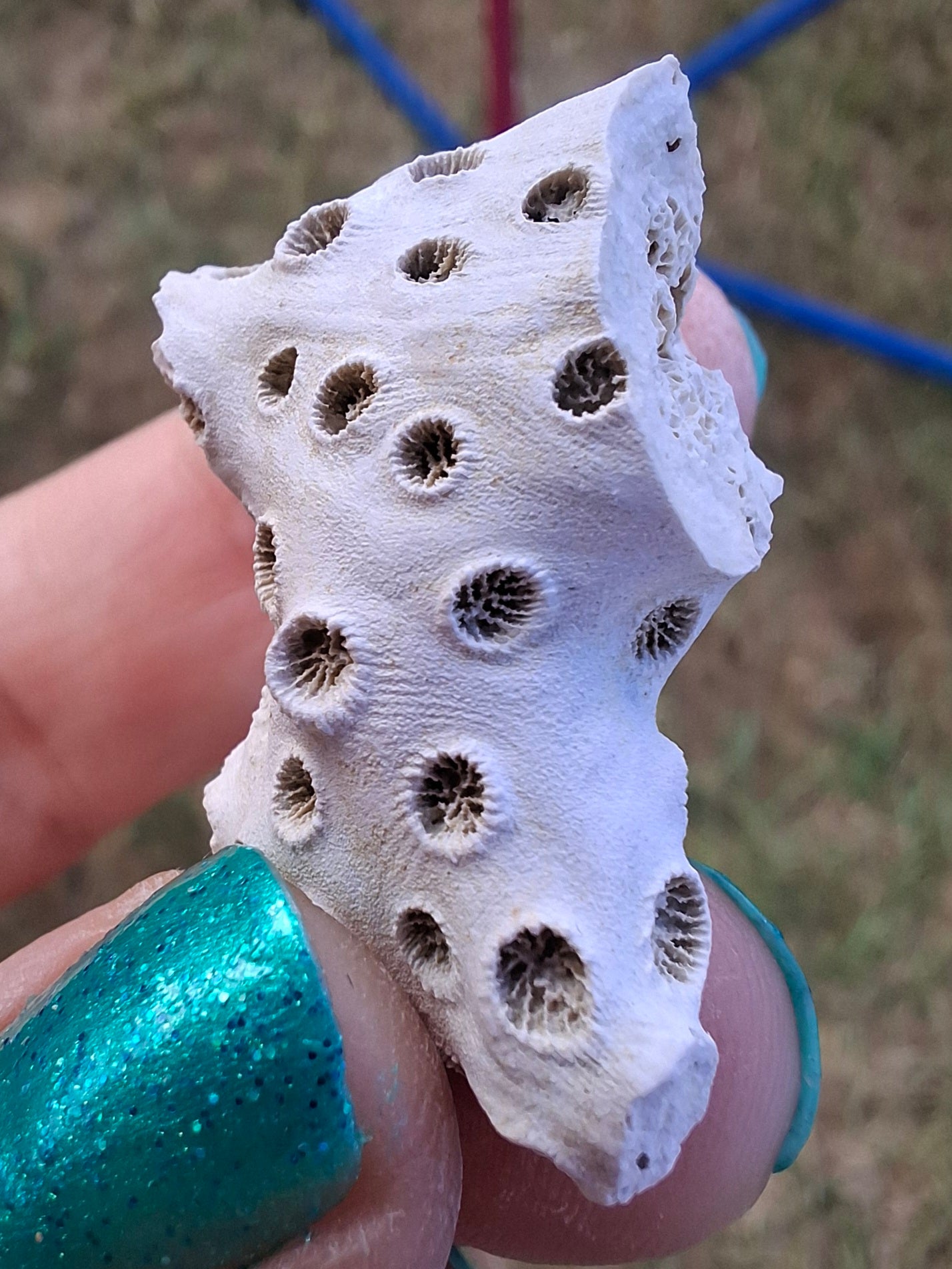 Fossil Coral, (Ref: FC4)