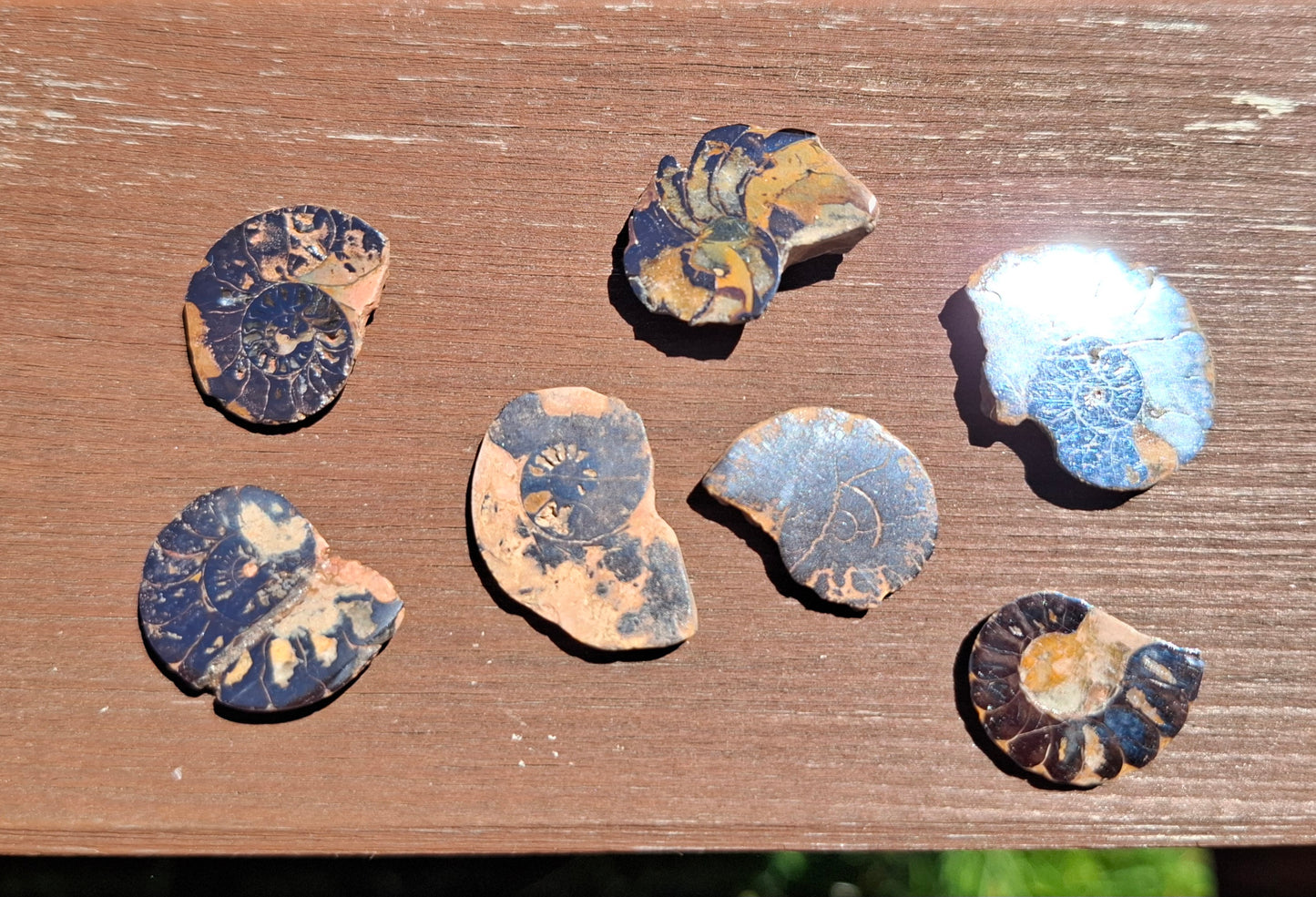 Small Haematite Ammonite Halves BUNDLE, (7 pcs), Fossil (Ref: MA13)