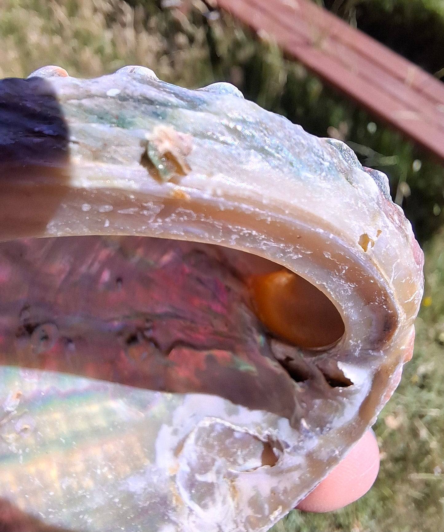 Abalone Shell, (Ref: SH1)