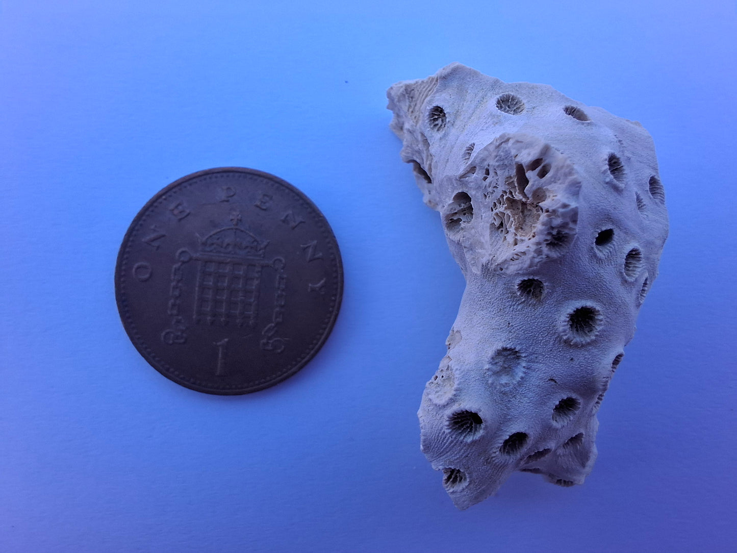Fossil Coral, (Ref: FC4)