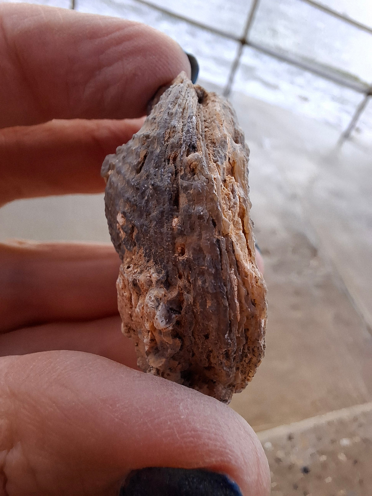 Chalcedony Oyster, Fossil (Ref: FO3)